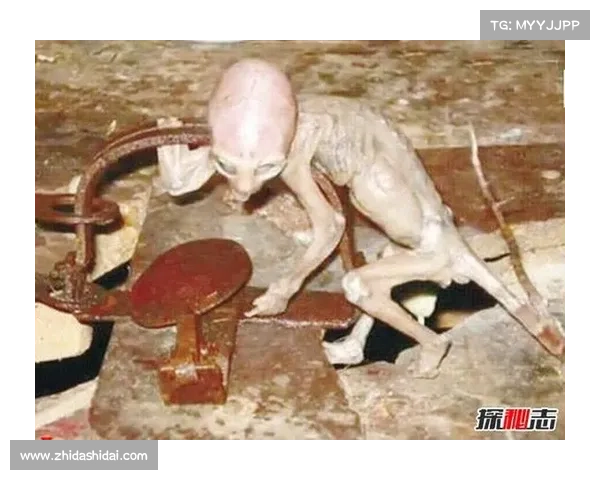 揭开精灵传说五大秘密探索神秘世界的奇幻与未解之谜