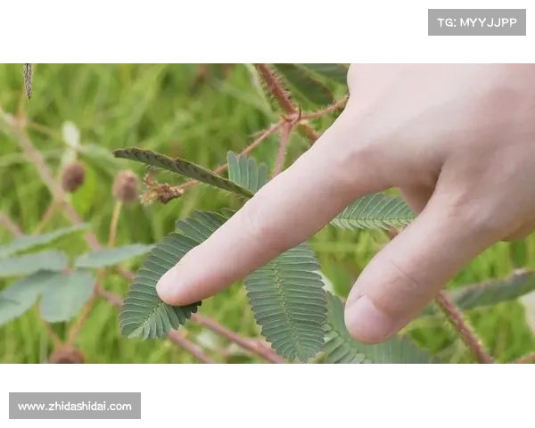 从组织属性与管理体制角度探析建业俱乐部的单位性质及其运行机制